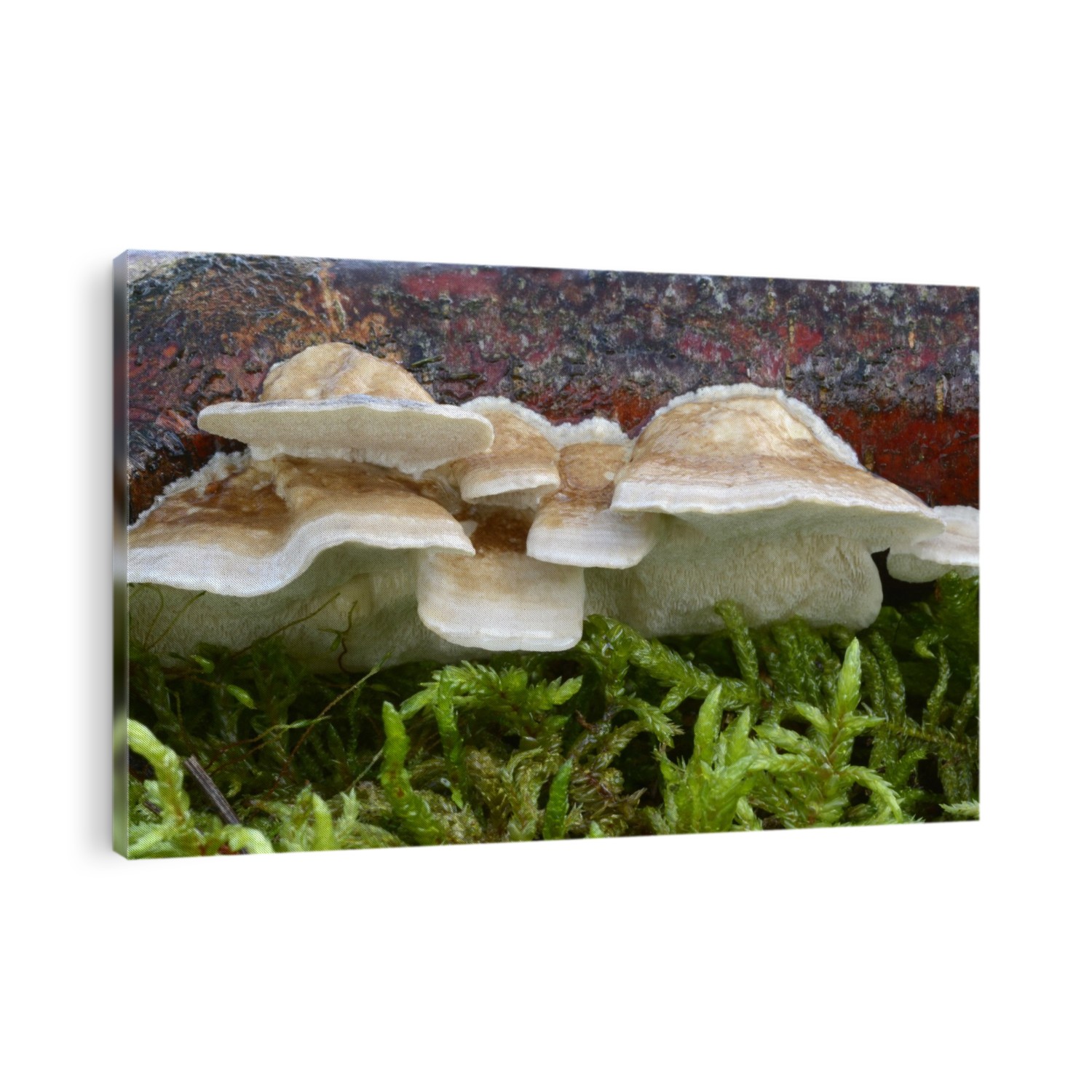 A group of Birch mazegill fungus (Lenzites betulina) growing on a birch tree branch with moss in a mixed woodland habitat in Norfolk, UK.