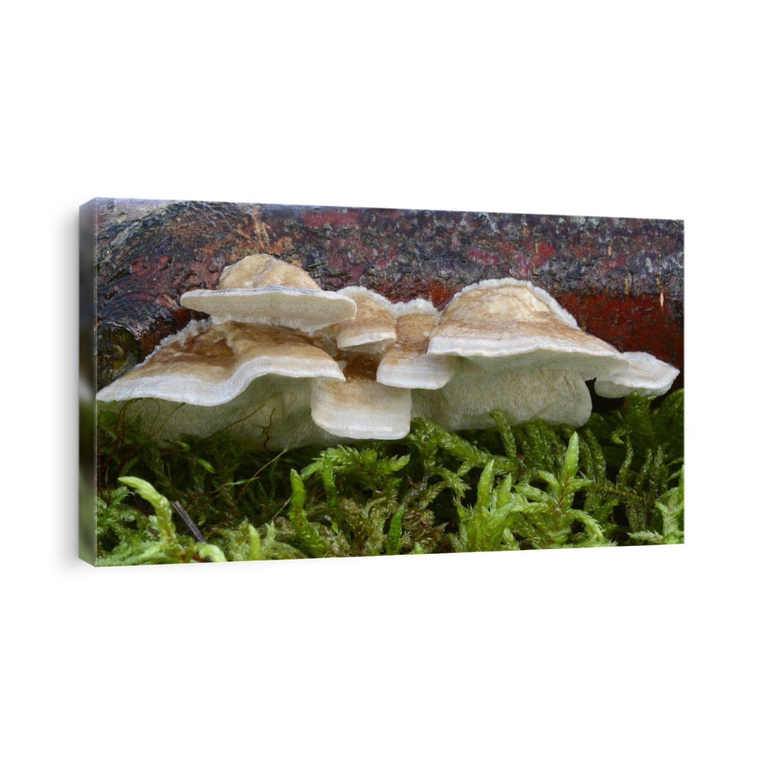 A group of Birch mazegill fungus (Lenzites betulina) growing on a birch tree branch with moss in a mixed woodland habitat in Norfolk, UK.