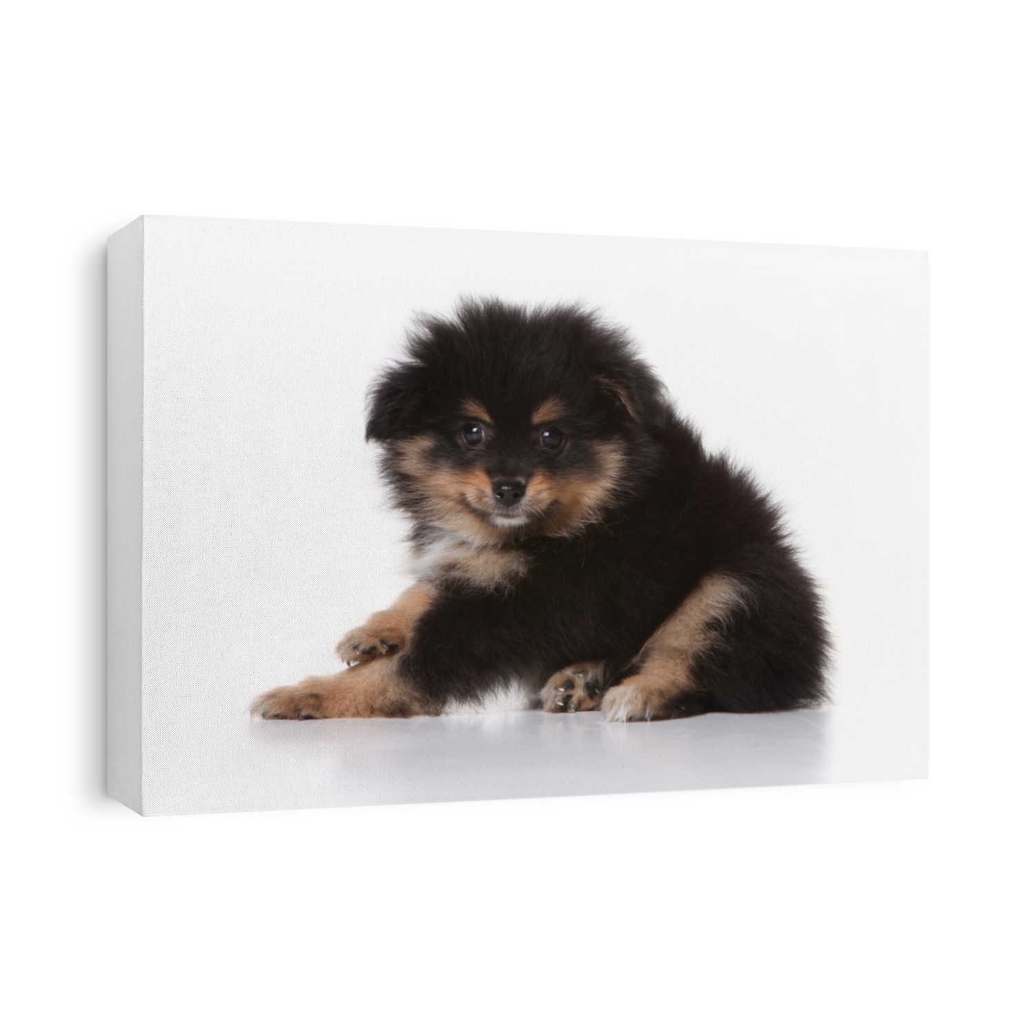 Black Pomeranian Puppy Looking at the Viewer On White Background