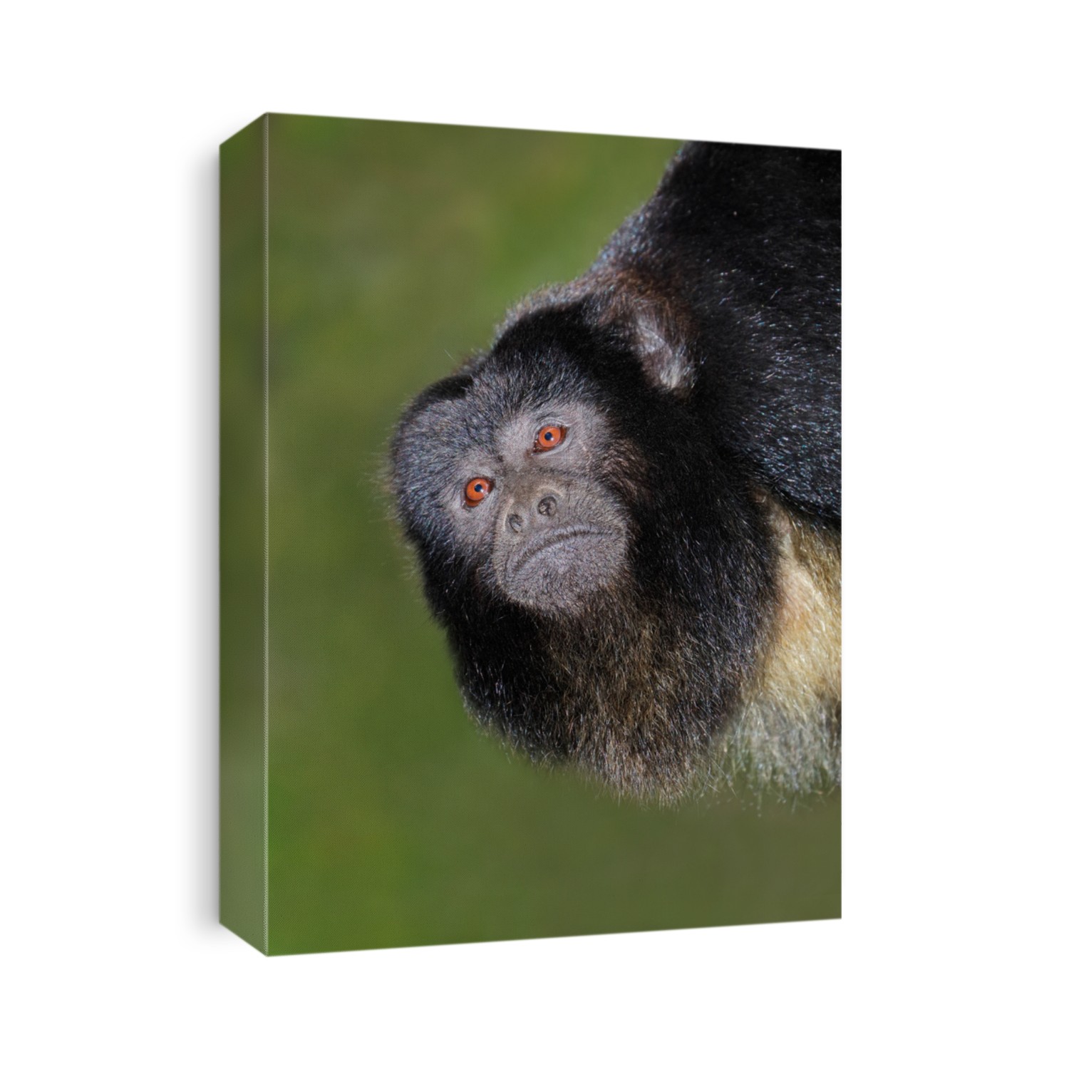 Portrait of a black howler monkey (Alouatta caraya)
