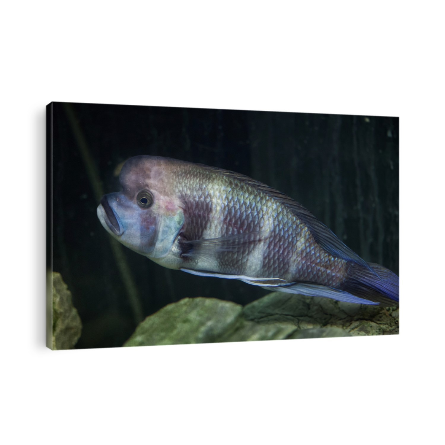 Frontosa (Cyphotilapia frontosa), also known as the humphead cichlid. 