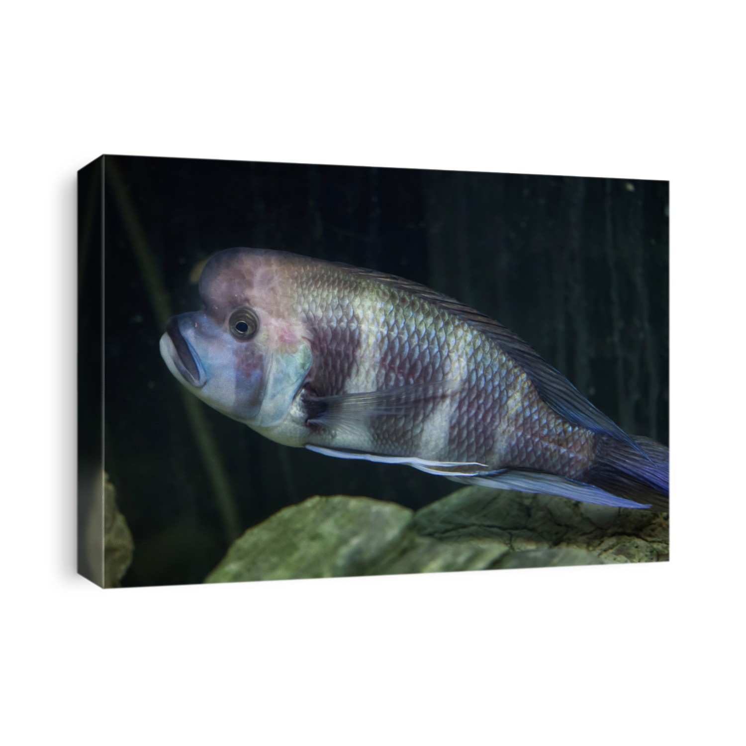 Frontosa (Cyphotilapia frontosa), also known as the humphead cichlid. 