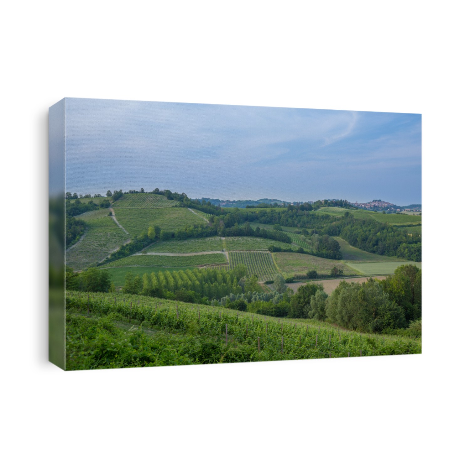 Barbera vineyard during spring season, Monferrato area, Piedmont region, Italy