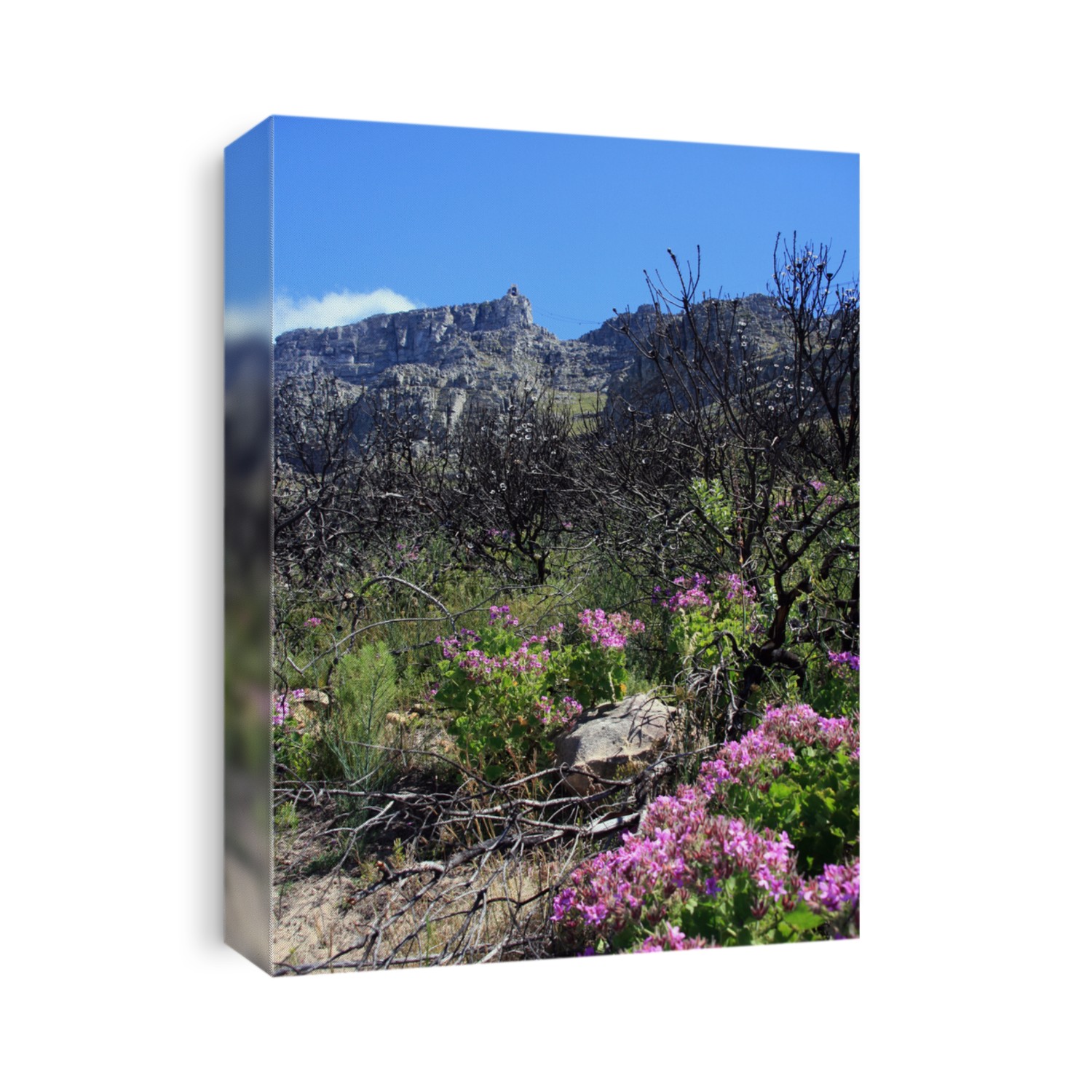 Geraniums in front of Tafelberg Kaapstad