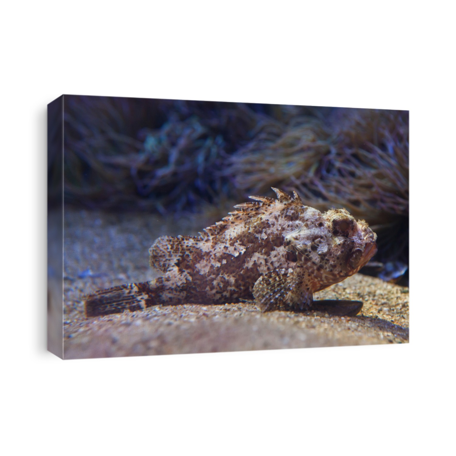 Small red scorpionfish (Scorpaena notata).