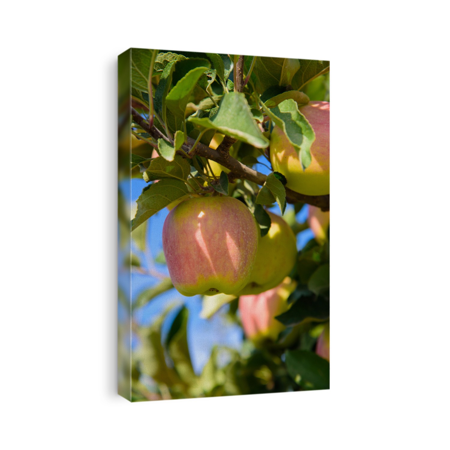 Apple orchard in Kelowna, British Columbia, Canada