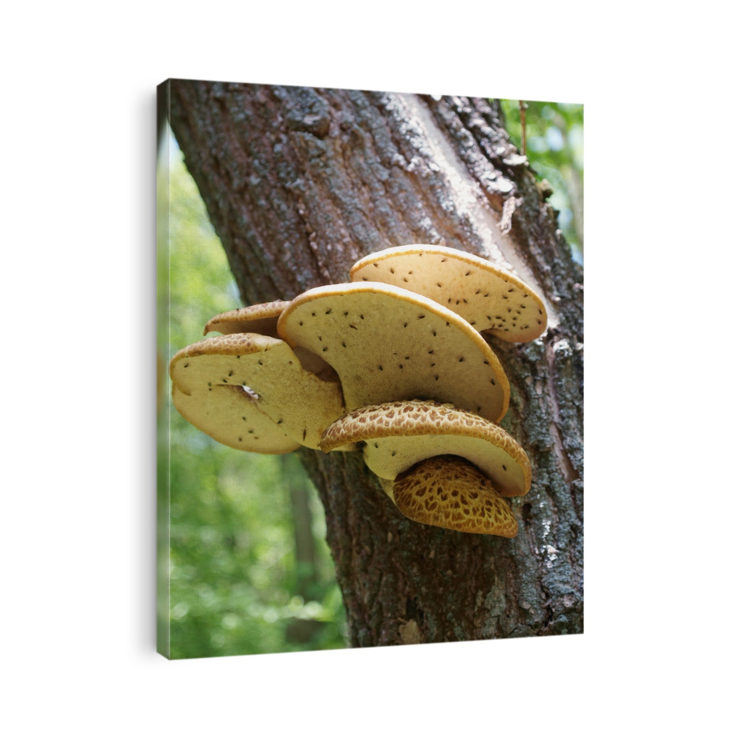 Polyporus squamosus. Mushrooms on tree.