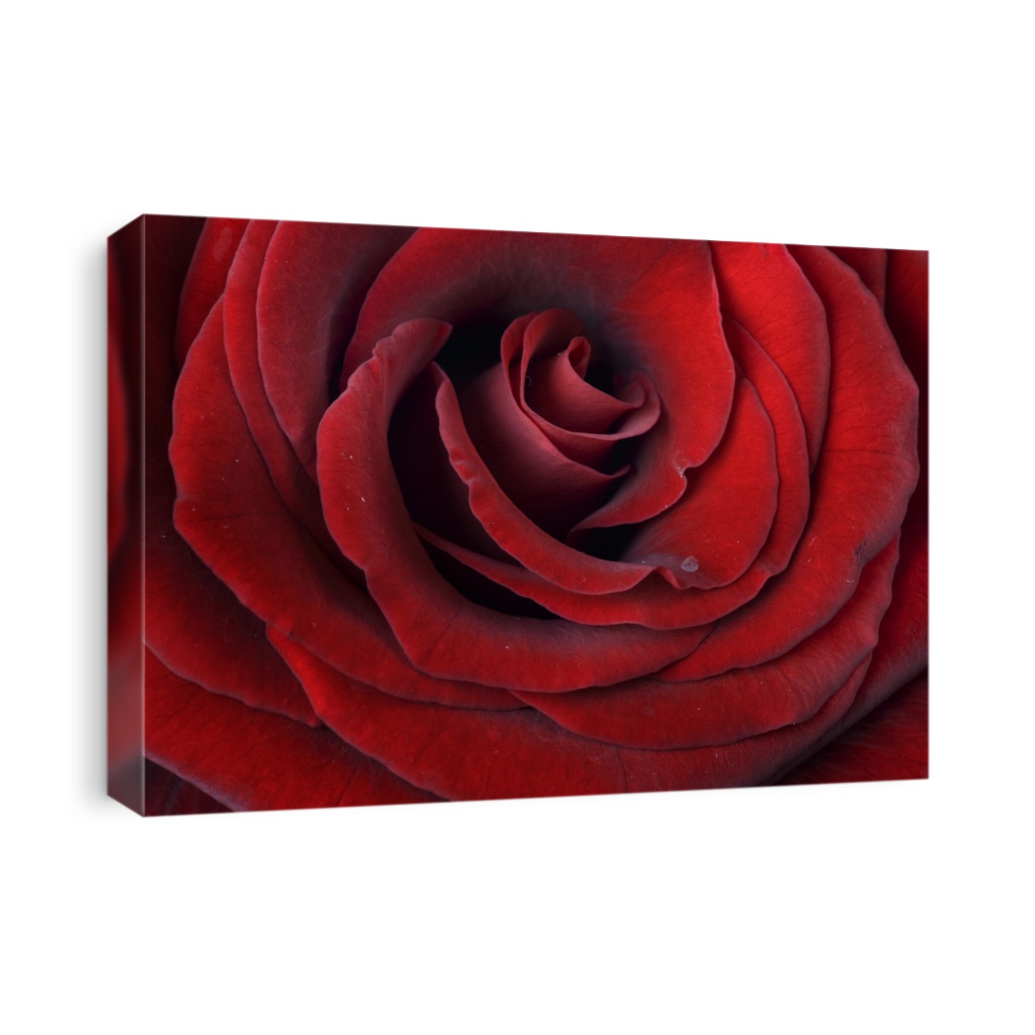 Red Rose Background